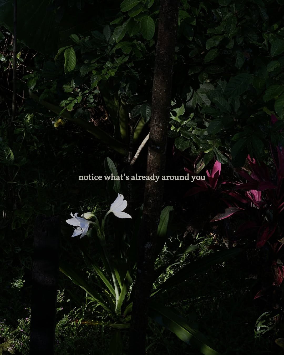 Night garden with white flower illuminated in dark tropical foliage