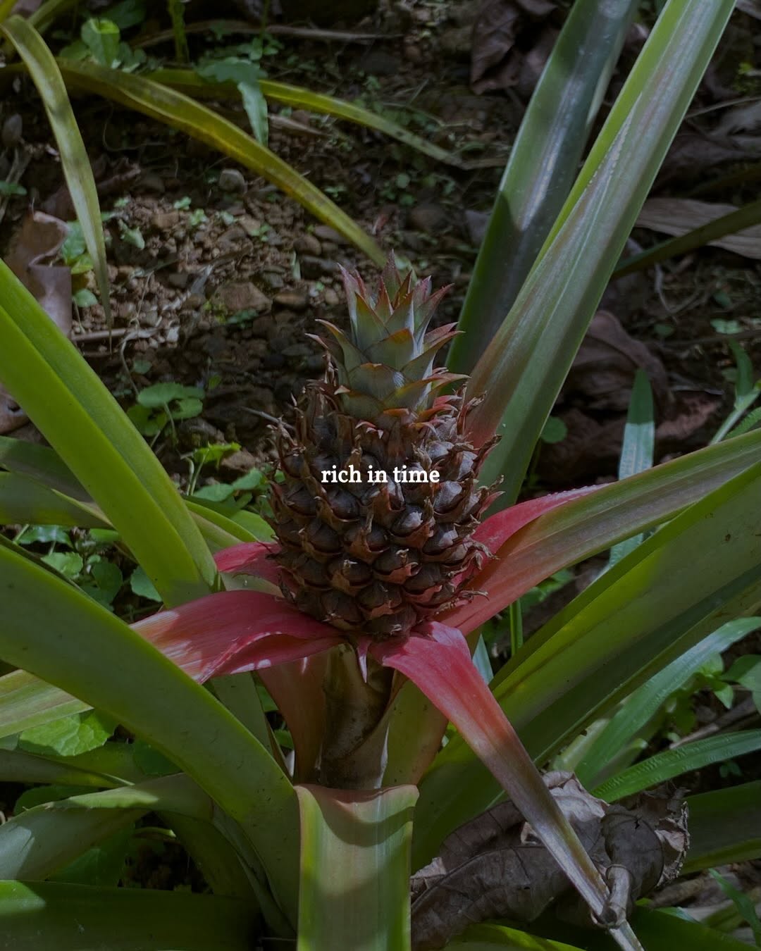 Pineapple plant growing in the Sapa de la Belle garden